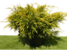 92���. ������������ Juniperus chinensis Kuriwao Gold.jpg
