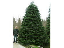 97,2���. ����� Abies nordmanniana Ambolouri-Tlugi_p9 8-10.jpg
