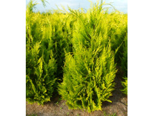 84,6���. ����������� Chamaecyparis lawsoniana Ivonne_P9 20-25.jpg