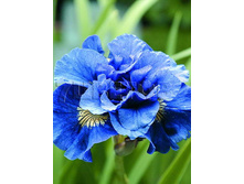 Iris sibirica Concord Crush ���� ��������� ������� ���� € 1,19 86,87���..jpg
