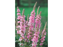 98,7���. ��������� ���������� ����(�������� ���� �� 2 ��., ����������� ����� 1��.)���16.jpg