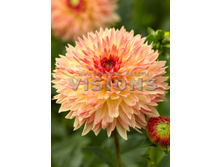 77,6���. �������� ������ ����(�������� ���� �� 1 ��., ����������� ����� 1��.)���16.jpg