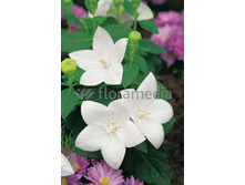 37,9���. ���������� ����� ����(�������� ���� �� 3 ��., ����������� ����� 1��.)���16.jpg