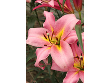 25,66���. ����� ����� ��������(��� 7 ��. ���������� �� 2��.).jpg