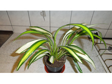 ���������� ��������