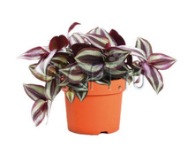 ������������ ������� ������ ���� 12�20. 118,65 ���.jpg