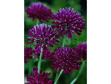 Knautia macedonica Mars Midget ����������� ����������� ���� ������ € 1,42 103,66���..jpg
