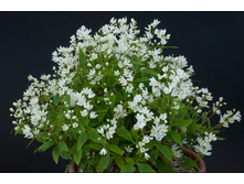 127���. ������ �����.jpg