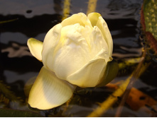 DSCF8172.JPG