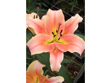 34,9���. ����� �������(��� 5 ��. ���������� �� 2��.).jpg