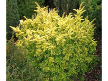 118,4���. ��� Taxus baccata Semperaurea_P9 15-20.jpg