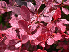 �������� �������� ���� ���� -135,00.jpg