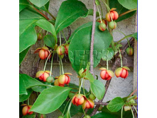 Schisandra rubriflora F �������� ��������������� (�������) 2 ltr € 7,12 534,21�..jpg