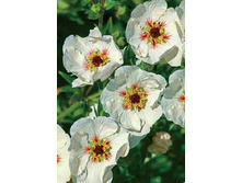 156,3���. �������� ���(�������� ���� �� 1 ��., ����������� ����� 1��.).jpg