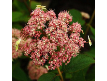 141���. ��������� ����������� ���� ��� ������.jpg