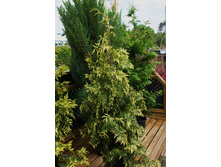 ��� Thuja plicata Zebrina-70,80