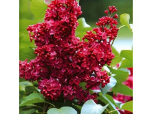 ������ ������� ������-310�