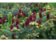 308,4���. ��� Picea abies Acrocona 2_P9.jpg