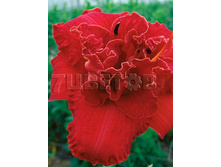 Hemerocallis Moses Fire �������� ������ ����� € 1,98 144,54���..jpg