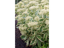 156,3���. ������ ����� ����(�������� ���� �� 1 ��., ����������� ����� 1��.).jpg