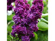 ���� �����-194.jpg