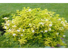 144���. �������� �������� ������.jpg