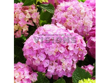 251���. ��������� �������������� ���� ��������.jpg