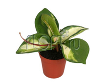 ���� ������� �������� 8�10. 186,56 ���.jpg