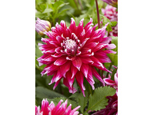 85,3���. �������� ����� ������(�������� ���� �� 1 ��., ����������� ����� 1��.)���17.jpg