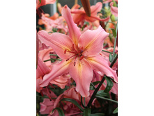 39,96���. ����� ���� ��������(��� 5 ��. ���������� �� 2��.).jpg