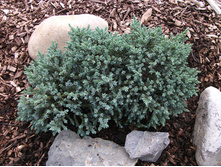 165,9���. ������������ Juniperus squamata Tropical Blue_P10,5 rond.jpg