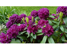 ����������� ������-301