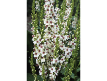 113,7���. ��������� ��������(�������� ���� �� 1 ��., ����������� ����� 1��.).jpg