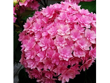 294���. ��������� �������������� � ��� �� ���������.jpg