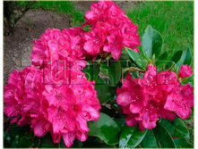 Rhododendron hybrida Van Weerden Poelman ����������� ��������� ��� ������ ������ -24�C 5 ltr 25-30 € 16,37 1 228,05�..jpg
