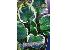 172,1���. ����� �����������(�������� ���� �� 1 ��., ����������� ����� 1��.).jpg