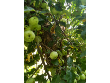 IMG 20160820 150222 HDR.jpg