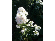 IMG 20160828 073926.jpg