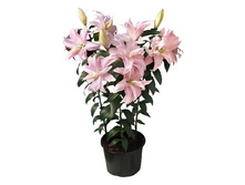 57,68���. ����� ROSELILY ����(�������� ���� �� 5 ��., ����������� ����� 1��.)���17.jpg