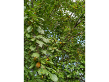 IMG 20160827 130334 HDR.jpg