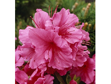 136���. ������ �������� ����� �������.jpg