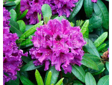 Rhododendron hybrida Azurro ����������� ��������� ������ -26�C 90 ltr 80-110 € 565,57 42 417,44�..jpg