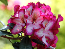 ����������� ������� ������-301