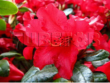 Rhododendron repens Bengal ����������� �������� ������ -22�C 5 ltr 20-25 € 16,37 1 228,05�..jpg