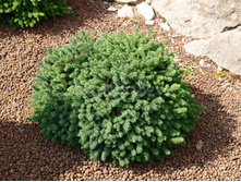 134,2���. ��� Picea glauca Echiniformis.jpg