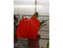DSCF8169.JPG