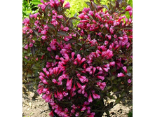 207���. ������� ����������.jpg