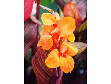 73,4���. ����� (�����) ������(�������� ���� �� 2 ��., ����������� ����� 1��.).jpg