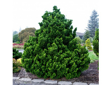 122,6���. ����������� Chamaecyparis obtusa Nana Gracilis.jpg