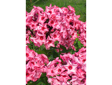 78,15���. ����� ��������� �����(�������� ���� �� 2 ��., ����������� ����� 1��.)���17.jpg